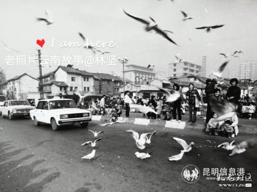 得胜桥上最早来昆明的海鸥与昆明人