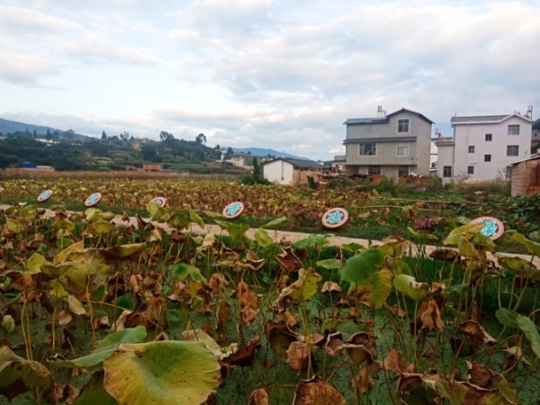 双河彝族乡双河营村美丽荷塘--（10月19日摄）